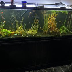 135 Gallon Fish Tank With Everything