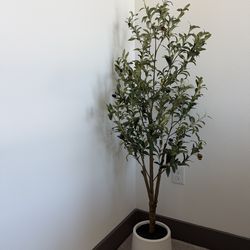 Olive Tree 5 FT