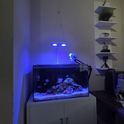 20g Saltwater aquarium fish tank with live stocks