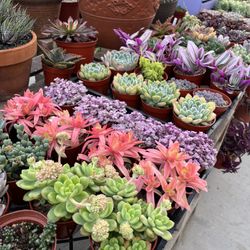Sundream Succulents! Awesome Cacti And Succulent Shop! for Sale in West  Covina, CA - OfferUp