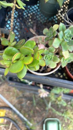 Beautiful Succulents