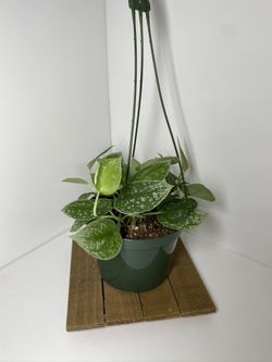 Satin Pothos