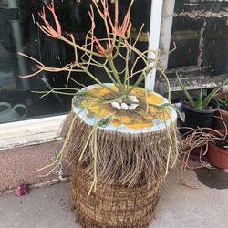 A Tree Trunk Used As A Planter Pot With A Fire Pencil Succulent Plant