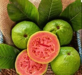 Pink guava/ Ruby supreme/ fruit tree