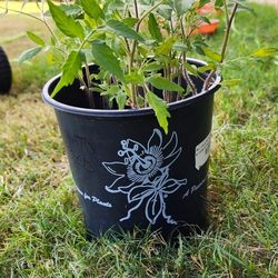 Tomato Plant
