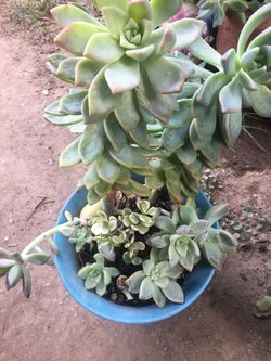 Assorted plants