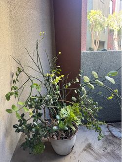 Large Succulent Plants (2)