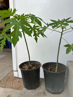 Plantas de papaya