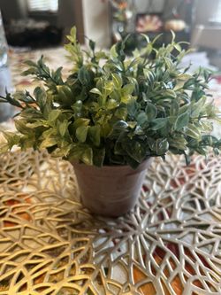 Plant