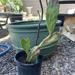 Rooted Santa Rita Prickly Pear