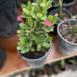 Crown Of Thorns $15 Small Flower 