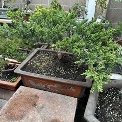 Bonsai Juniper 