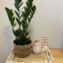 ZZ Plant Comes in a 6" Nursery Pot Check Profile for More live Plants. Basket not included!