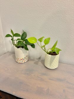 Pothes plants