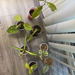 7 Indoor Plans For $20