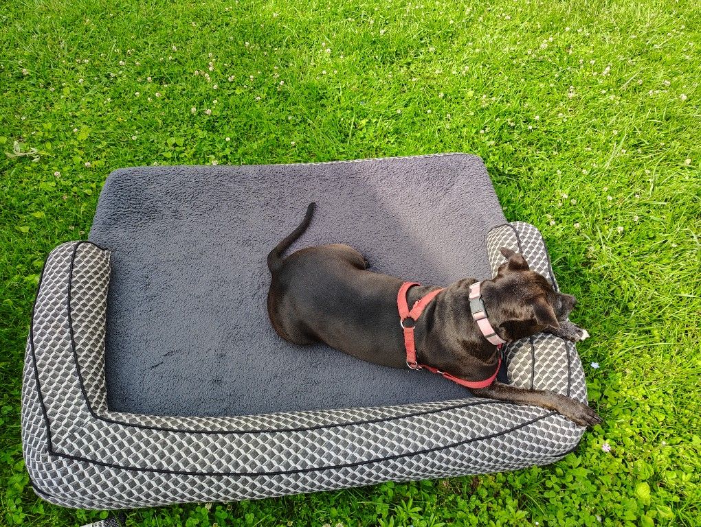 4 Foot Plus Dog Bed ,( Dog Not Included 65 lb Dog , She Is There For Scale.