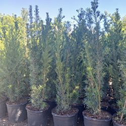 Podocarpus Hedges 15gl 5.5-6ft 🏡$45