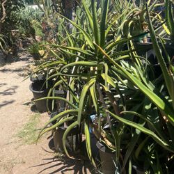 Succulents 