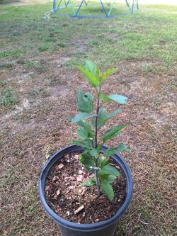 Apple Tree for sale 🔥