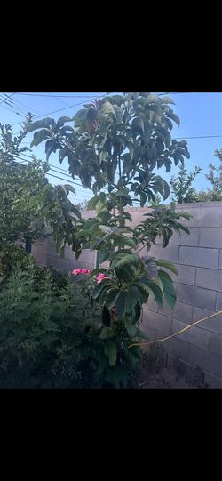 Árbol de Aguacate  y otro de Capulín