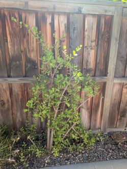 Large Elephant Bush Plant Succulent