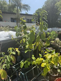 Cherimoya Tree