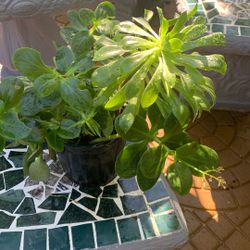 Outdoor Plants 2 In One 