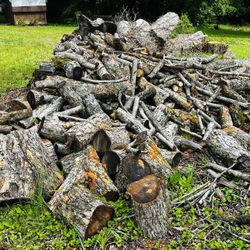 FREE!!! Pecan Wood.
