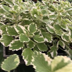 Creeping Charlie Plant