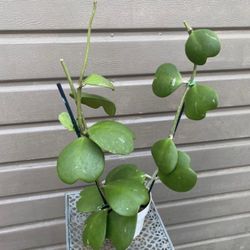 6” Hoya Kerri 