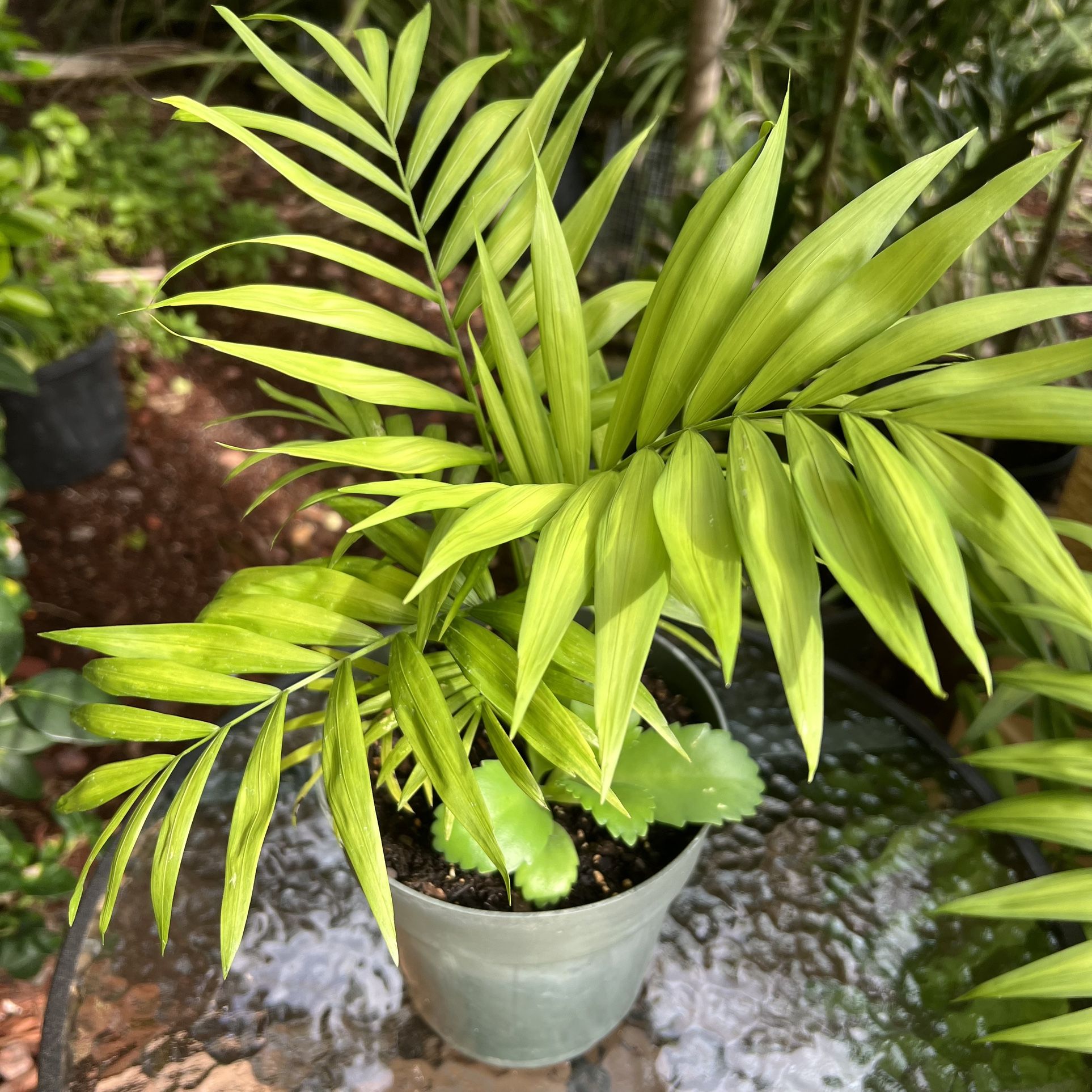 Cat Palm for Sale in Palm Harbor, FL OfferUp