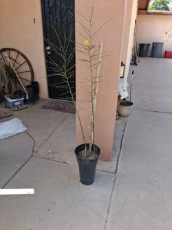 Palo Verde