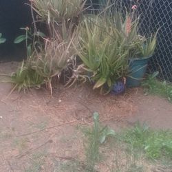 Savilas Plants With Pots