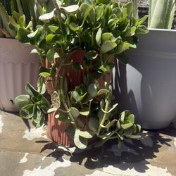 Beautifully Potted Tall Succulant 