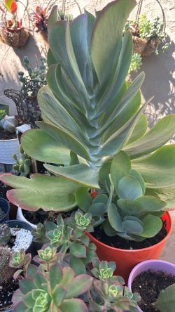 Beautiful Plant
