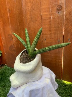Sansevieria Cylindrica “starfish” plant