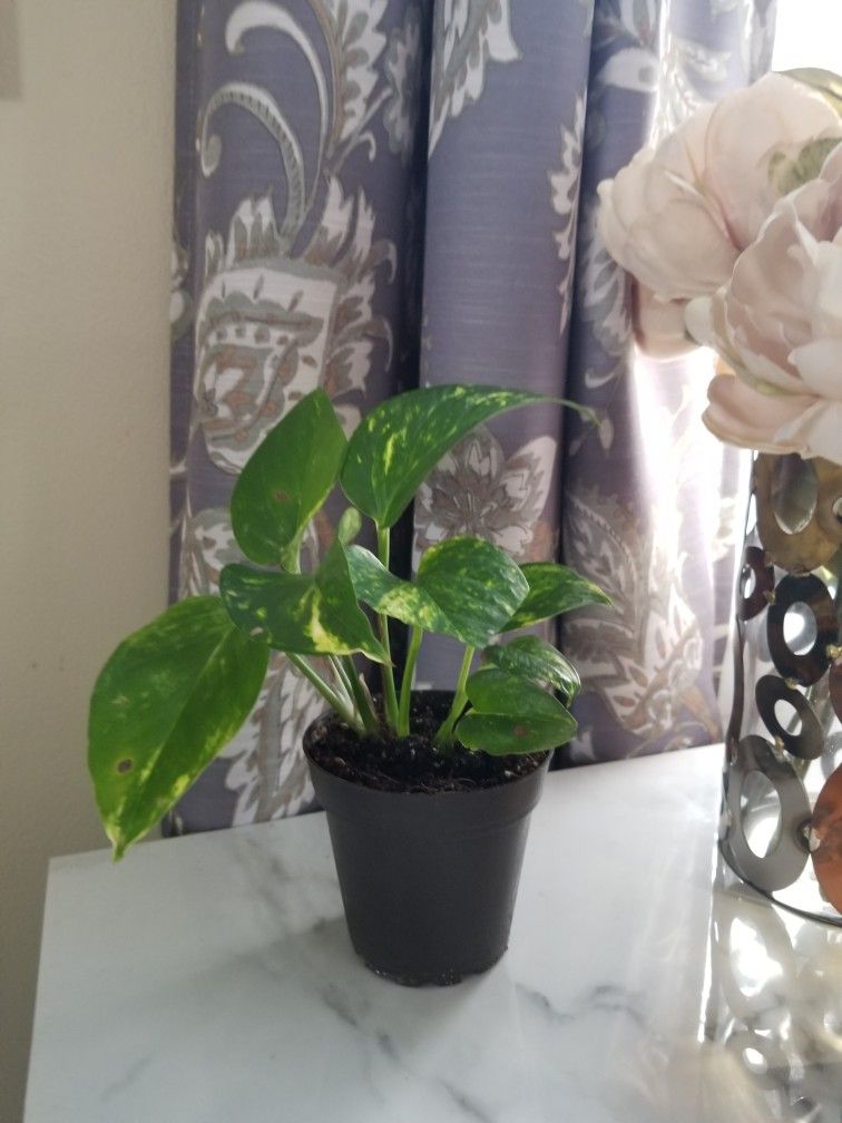 House plant