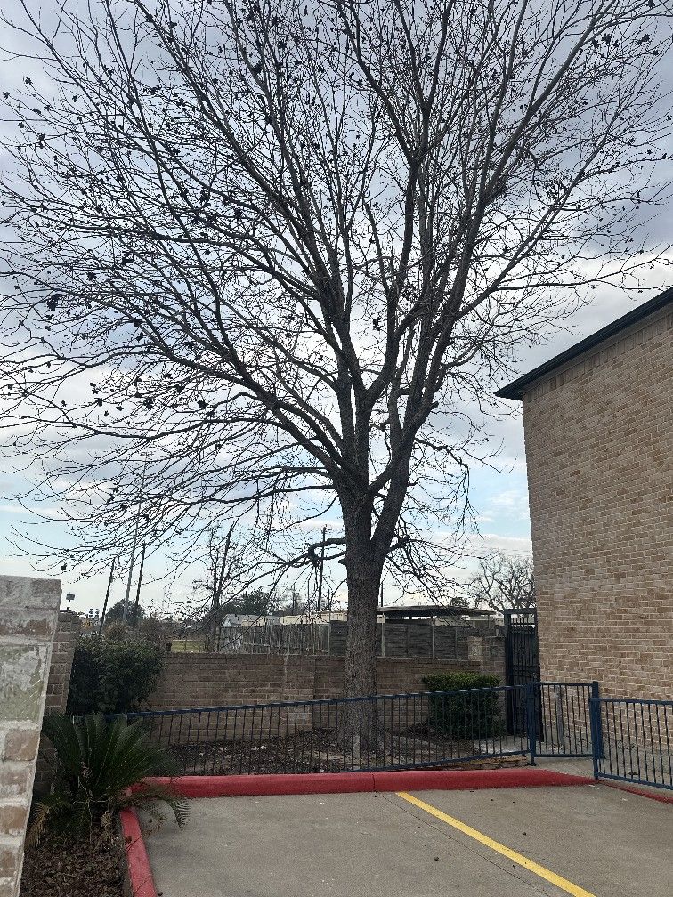 Cut Tree