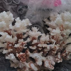RAW ORIGINAL CORAL