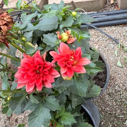 Dahlia plants for sale
