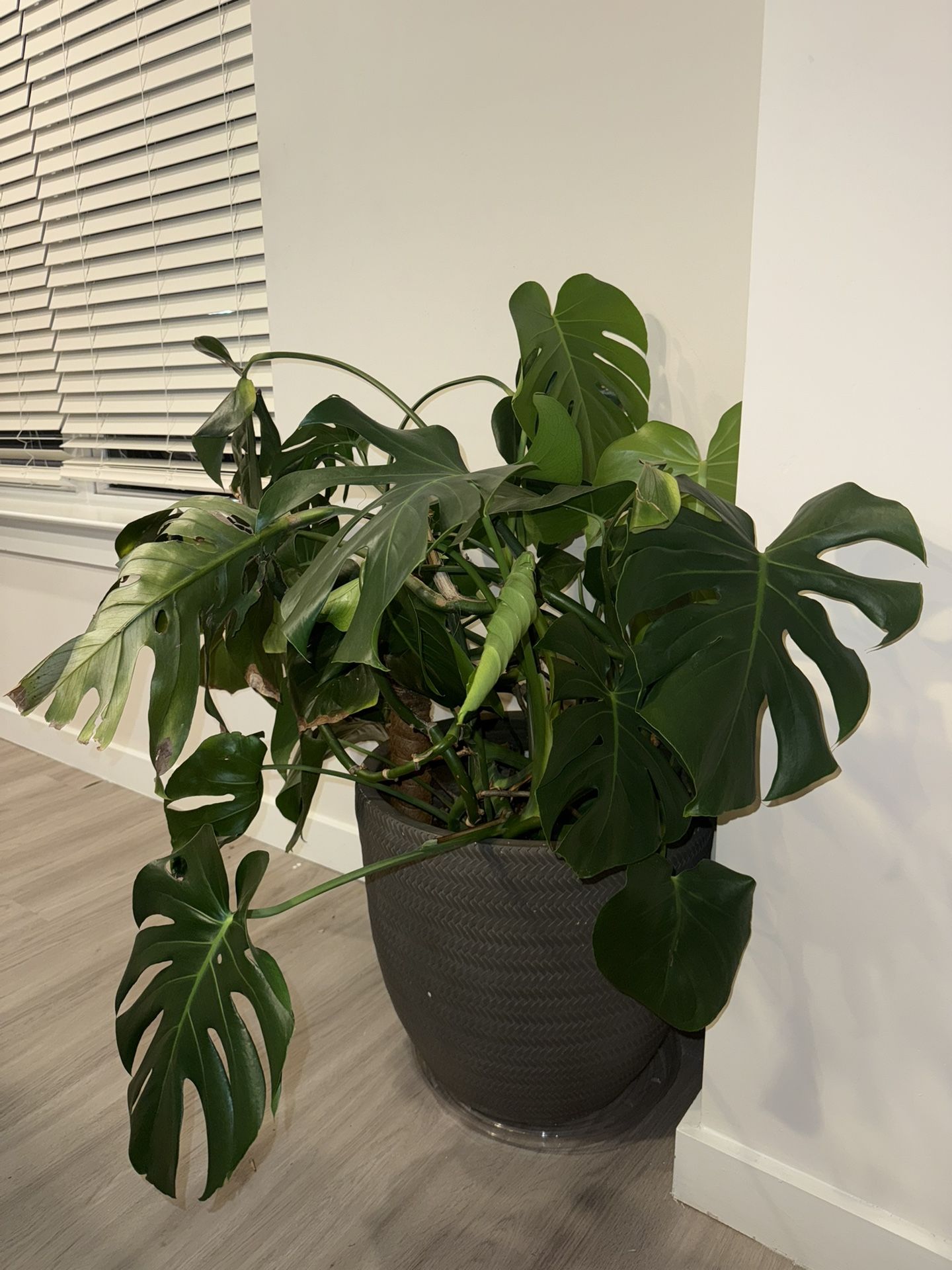 Big Monstera Plant