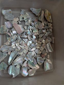 Abolone Shell Pieces for Jewelry Art Making