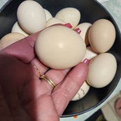 Serama Hatching Eggs (Small Chickens)