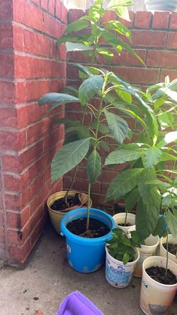 Avocado tree