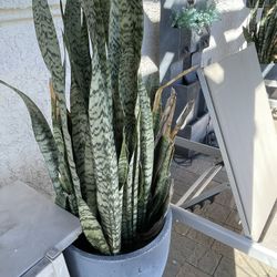 2 Large Round Planter /plant