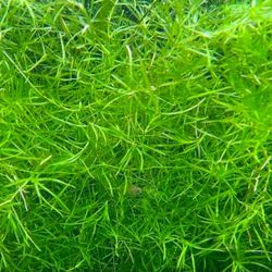 Najas Guppy Grass - Najas Guadalupensis Fish Tank Aquarium Freshwater Plant