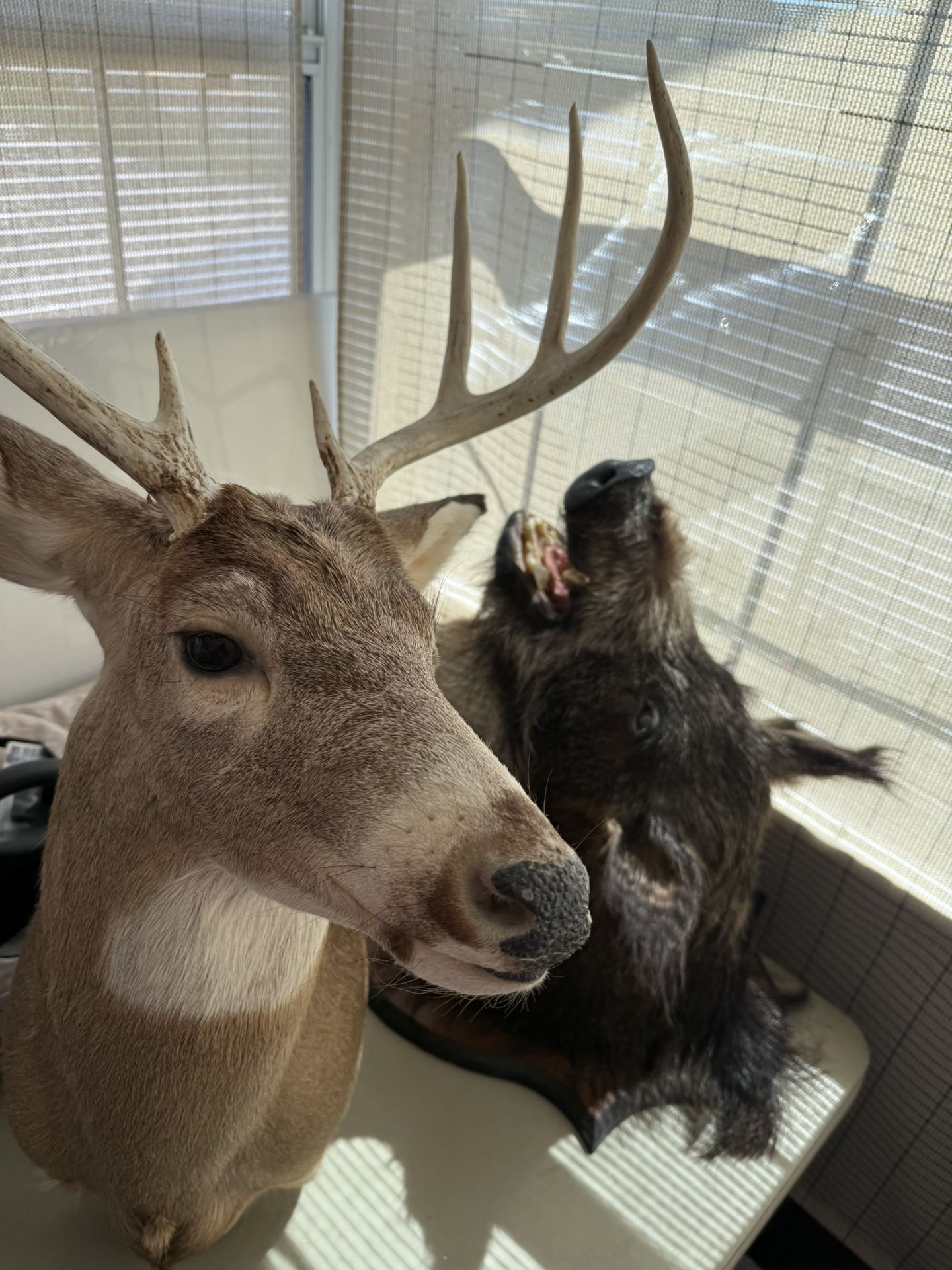 Buck & Boar
