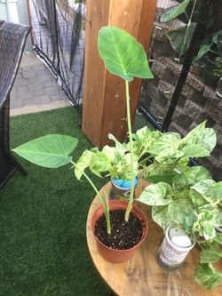ELEPHANT’S EARS PLANT,  NEW,  22” H