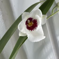 Miltoniopsis “Don Egger”” Orchids in 4” pot