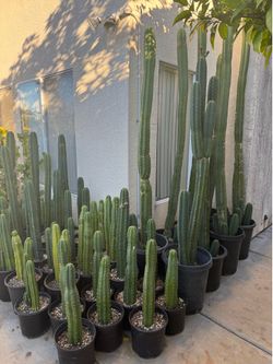 San Pedro cactus